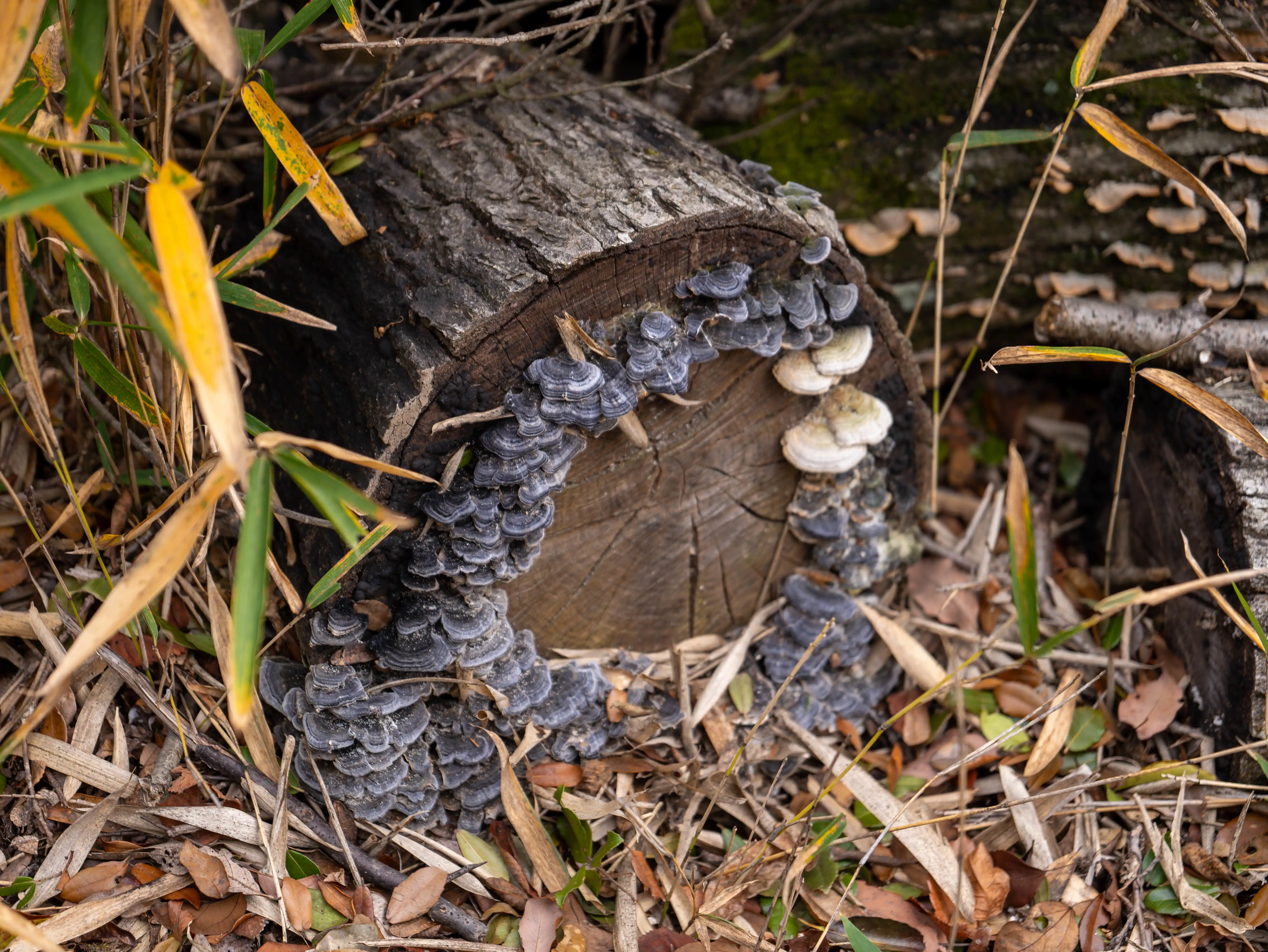 屋岛山上随便拍的